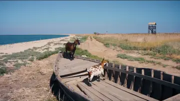 Задник до фильму"Немає тіні у лісі" #1297437