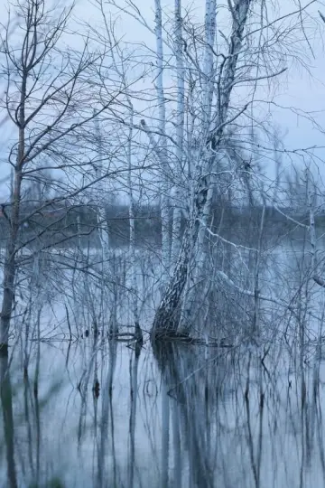 Постер до фильму"Немає тіні у лісі" #1297440