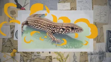Задник до фільму "Darwin express - Les nouveaux défis de l