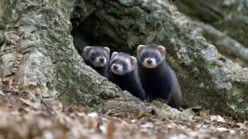 Задник до фильму"Polecat – Europe’s Relentless Hunter" #1191775