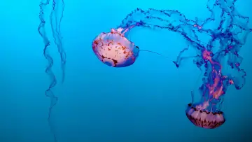 Задник до фільму "Méduses les souveraines des océans" #978092