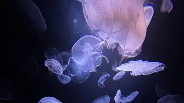 Задник до фільму "Méduses les souveraines des océans" #978094