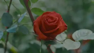 Задник до фильму"From Ecuador With Love" #822085
