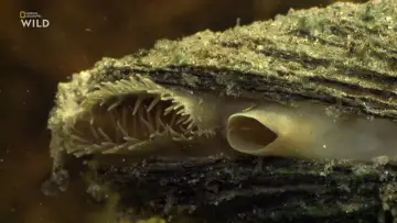 Задник до фильму"Deep Sea Dwellers" #878825