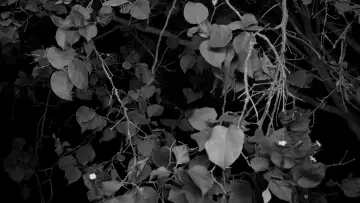 Задник до фильму"between tea and the ashtray" #919597