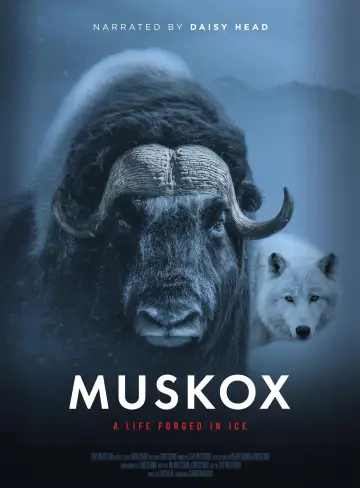 Muskox постер