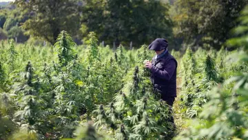 Задник до фільму "Cannabis, un paradoxe français" #1589728