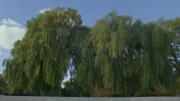 Задник до фільму "Willow World" #777813