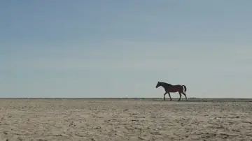 Задник до фильму"Guided by Horses" #957995
