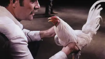 Задник до фильму"Supercock" #694175