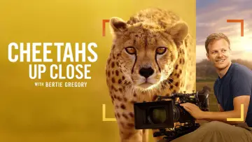 Задник до фильму"Cheetahs Up Close with Bertie Gregory" #539387