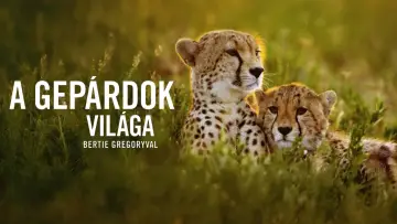Задник до фильму"Cheetahs Up Close with Bertie Gregory" #539388
