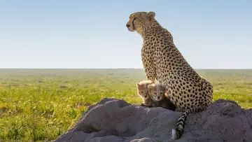 Задник до фильму"Cheetahs Up Close with Bertie Gregory" #539393
