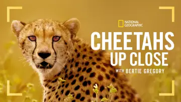 Задник до фильму"Cheetahs Up Close with Bertie Gregory" #539395