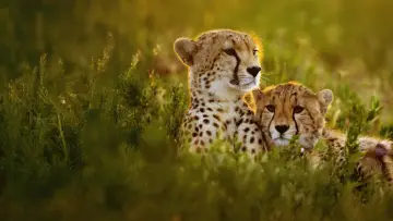 Задник до фильму"Cheetahs Up Close with Bertie Gregory" #539397