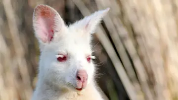 Задник до фильму"Tasmania: Weird and Wonderful" #981542