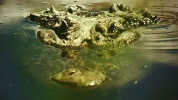 Задник до фільму "Gatorville" #540072