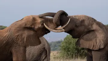Задник до фильму"Tusker: Brotherhood of Elephants" #1173046
