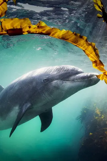 Постер до фильму"Why We Love Dolphins" #803370