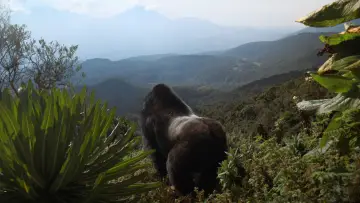 Задник до фильму"A Gorilla Story: Told by David Attenborough" #776260
