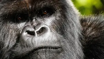 Задник до фильму"A Gorilla Story: Told by David Attenborough" #832781