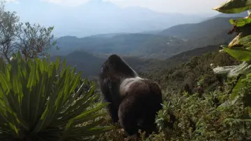 Задник до фильму"A Gorilla Story: Told by David Attenborough" #832785