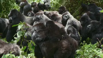 Задник до фильму"A Gorilla Story: Told by David Attenborough" #832788
