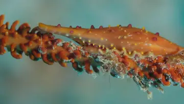 Задник до фильму"Shells: Shaped by Nature" #1159090