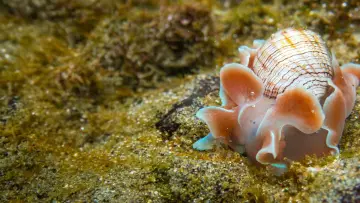 Задник до фильму"Shells: Shaped by Nature" #1159092