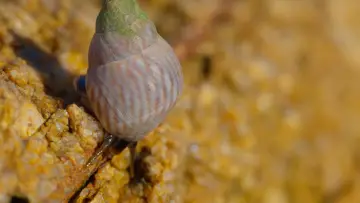 Задник до фильму"Shells: Shaped by Nature" #1159093