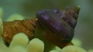 Задник до фильму"Shells: Shaped by Nature" #1159094