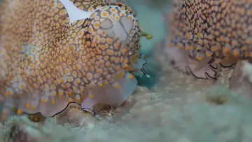 Задник до фильму"Shells: Shaped by Nature" #1159095