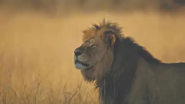 Задник до фільму "Cecil" #745938