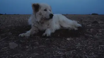 Задник до фільму "Crau" #777551