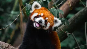 Задник до фильму"Wild Asia: Life at Extremes" #1174985