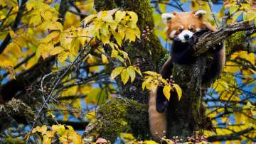 Задник до фильму"Wild Asia: Life at Extremes" #1174987