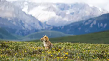 Задник до фильму"Wild Asia: Life at Extremes" #1174988