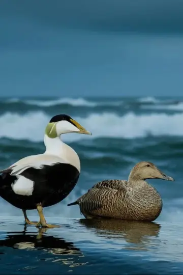 Постер до фильму"The Cry of the Eider" #803070