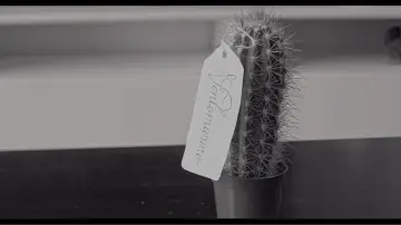 Задник до фільму "The Cactus" #1649092