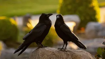Задник до фильму"What Ravens Do" #1152622