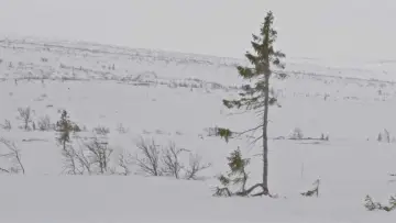 Un arbre és un arbre постер