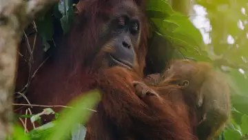 Задник до фільму "Orangutan" #776557