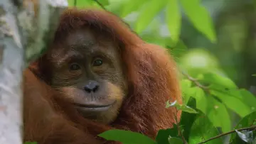 Задник до фільму "Orangutan" #776558