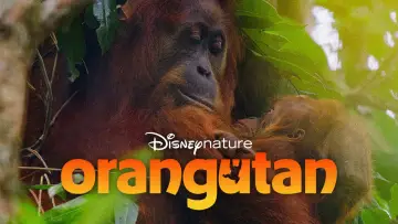 Задник до фільму "Orangutan" #817525