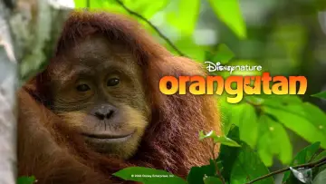 Задник до фільму "Orangutan" #817526