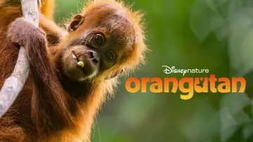 Задник до фільму "Orangutan" #817527