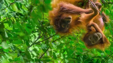 Задник до фільму "Orangutan" #912141