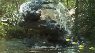 Задник до фильму"Crocodile: Australia
