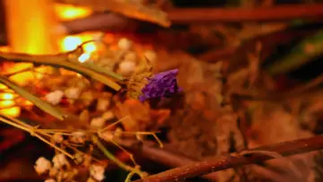 Задник до фильму"A Perfectly Okay Garden" #1143070