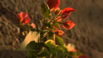 Задник до фильму"A Perfectly Okay Garden" #1143071